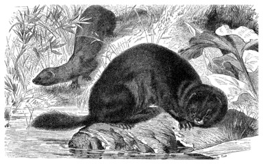 Mink - Vison - Nerz