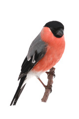 bullfinch