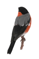 bullfinch
