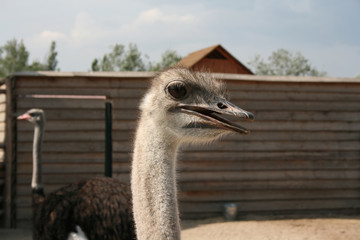 голова страуса