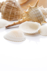Fototapeta na wymiar 白背景に多種の貝殻のアップ