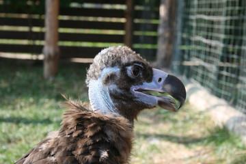 черный гриф