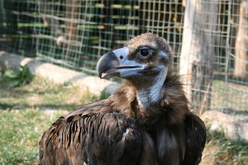 черный гриф