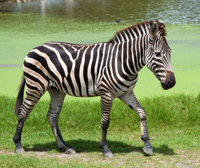 zebra in zoo of Thailand