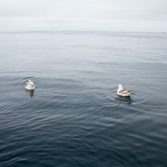 Ocean Atlantycki woda klif Irlandia skarpa linia brzegowa © JoannaTkaczuk