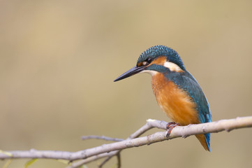 Martin-pêcheur d'Europe