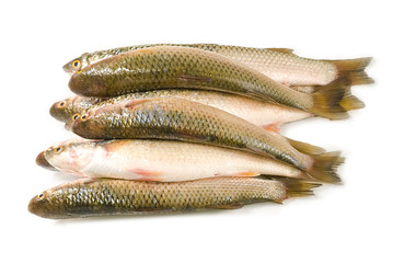 fish on white background