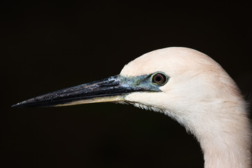 Close-up of Egret