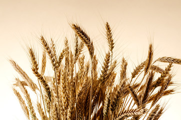 Ears of wheat