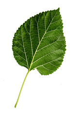 Green leaves isolated on white background