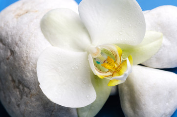 Fototapeta na wymiar Biały Orchide. Spa still life