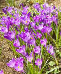 Purple crocuses