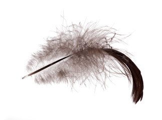 dark fluffy feather isolated on white