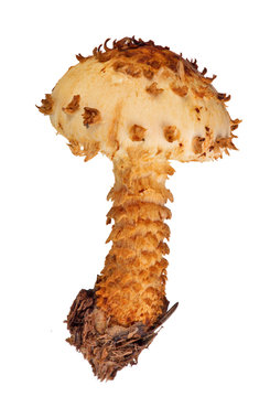 brown Pholiota mushroom isolated on white