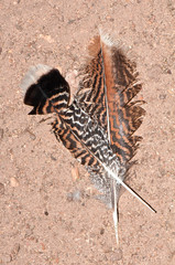Turkey Feathers on Sand Ground