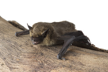 bat sitting on tree trunk