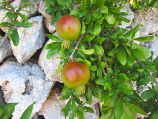 granadas (Punica granatum) © norrie39