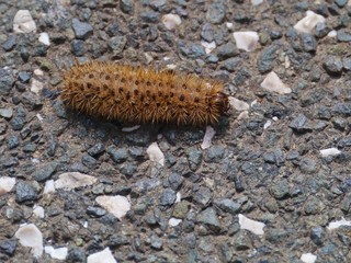A Millipede (arthropods) on the road