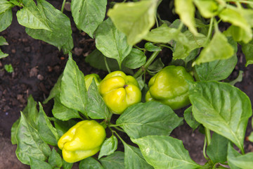 ripe pepper on the bush