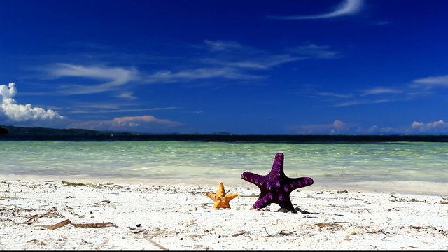 Twp starfishes on tropical beach