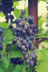 bunch of ripe grapes on a bush