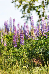 Wild lupines
