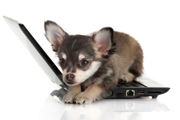 Portrait of a cute chihuahua dog in front of a laptop on white b