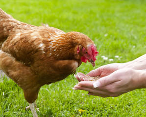 Huhn wird gefüttert