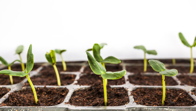 Young seedlings of melon in tray.