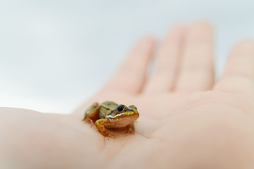 frog
