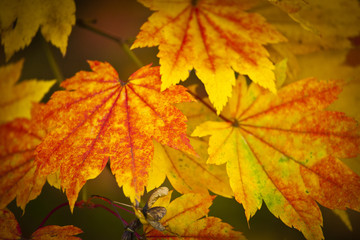 Naklejka na ściany i meble Autumn colours, Acer leaves