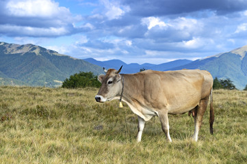 Carpathian cow