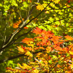 Autumn colours, Acer leaves