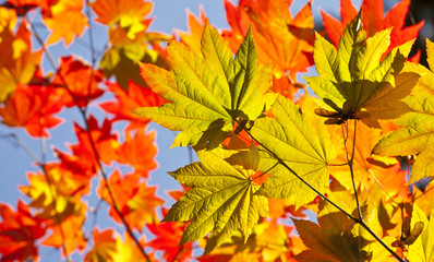Autumn colours, Acer leaves