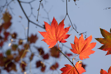 Autumn colours, Acer leaves