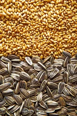 Foto op Canvas Sunflower seed and wheat grains © Bits and Splits