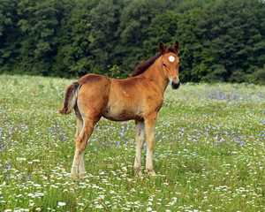 Horse