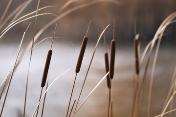 Reeds in Autumn - obrazy, fototapety, plakaty