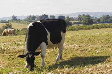 Healthy cattle livestock, Idyllic Rural, UK.