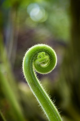 closeup of a sprout unrolling