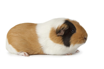 Cute guinea pig