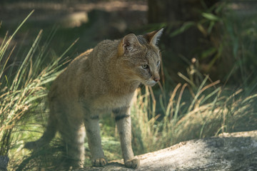 Jungle cat (Felis chaus)