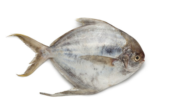 Pomfret Fish