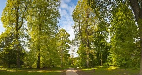 Nature trail through enchanted forest