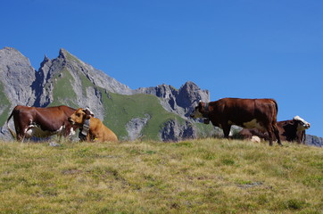 Fototapeta na wymiar krowy na pastwisku - savoie