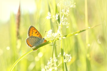 Butterfly on a spring meadow in the sunshine