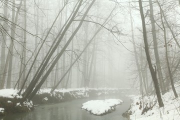 river flowing through the forest on a foggy winter morning