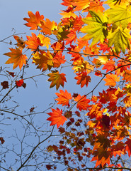 Autumn colours, Acer leaves
