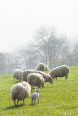 Obraz premium Healthy sheep and livestock, Idyllic Rural, UK