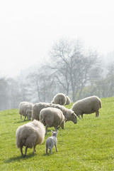Naklejka na ściany i meble Healthy sheep and livestock, Idyllic Rural, UK